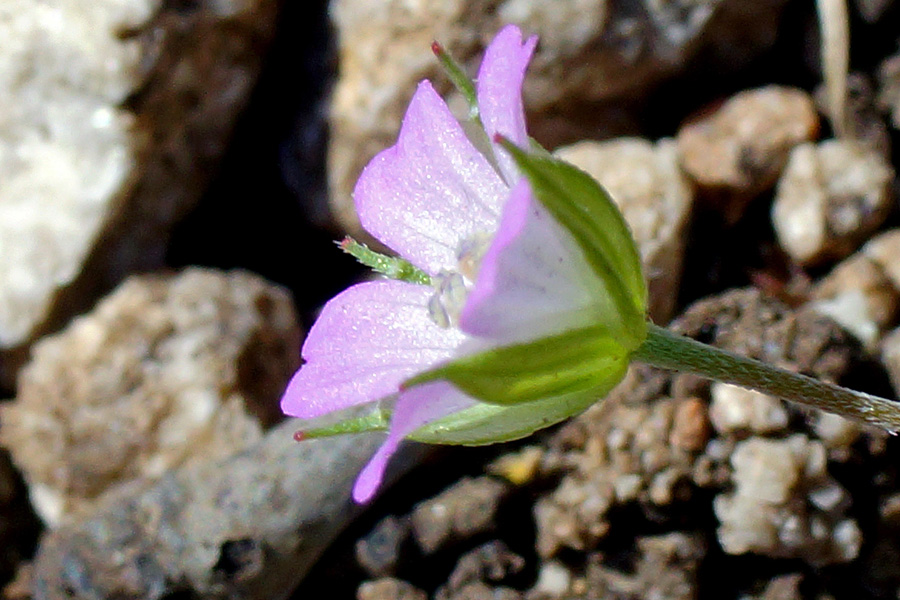 Malvacea da determinare - no, Geranium columbinum